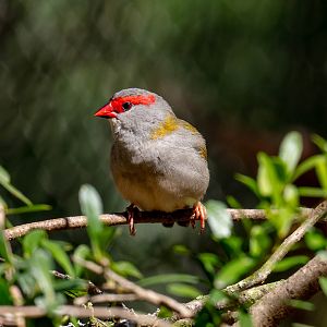 Red-browed Finch (wild bird)