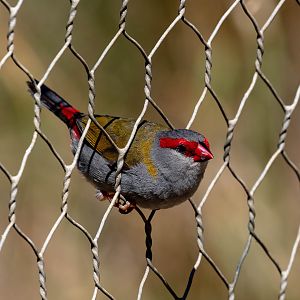 Red-browed Finch (wild bird)