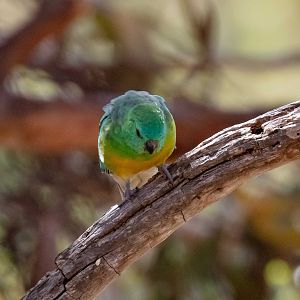 Red-rumped Parrot (wild bird)