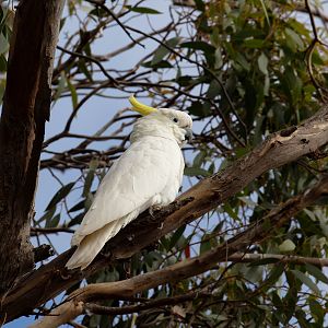 Sulphur-crested Cockatoo (wild bird)