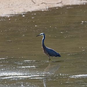 White-faced Heron (wild bird)