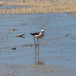 White-headed Stilt (wild bird)