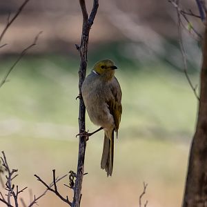 White-plumed Honeyeater (wild bird)