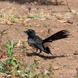 Willie Wagtail juvenile (wild bird)