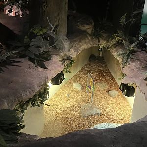 Mysteries of the Rainforest - Red-Footed Tortoise