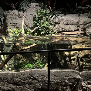 Mysteries of the Rainforest - Freshwater Angelfish Tank