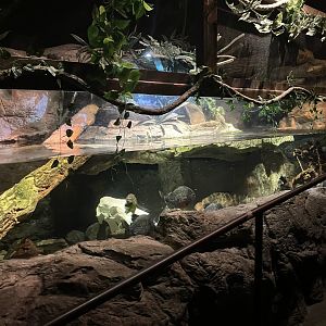 Mysteries of the Rainforest - Red-Bellied Piranha Tank