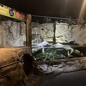 Mysteries of the Rainforest- Spectacled Caiman Exhibit