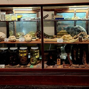 Reptilandia Reptile Lagoon - Ethnographic/Zoological Museum