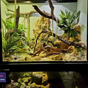 Reptilandia Reptile Lagoon - Empty Entrance Exhibit #1