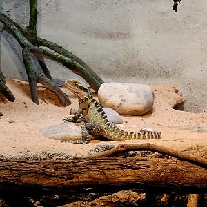 Eastern Water Dragon (Intellagama lesueurii lesueurii)