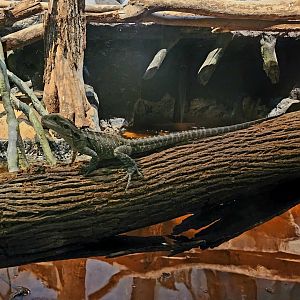 Eastern Water Dragon (Intellagama lesueurii lesueurii)