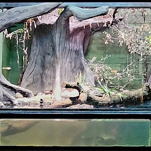 Reptilandia Reptile Lagoon - Amazon Rainforest Exhibit