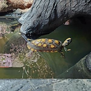 Yellow-Footed Tortoise (Chelonoidis denticulata) going for a swim