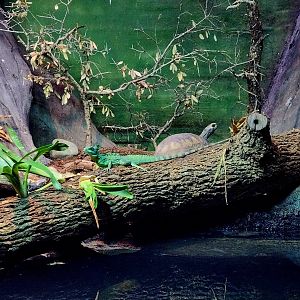 Plumed Basilisk (Basiliscus plumifrons), Yellow-Footed Tortoise (Chelonoidis denticulata), and Yellow-Spotted River Turtle (Podocnemis unifilis)