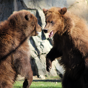 Alaskan Brown Bear Cubs
