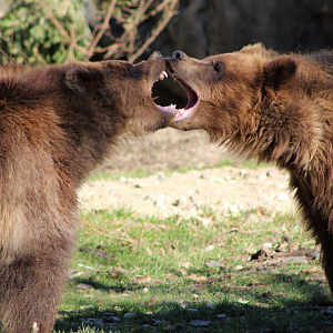 Alaskan Brown Bear Cubs
