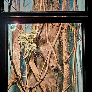 Reptilandia Reptile Lagoon - Blue Tree Monitor exhibit