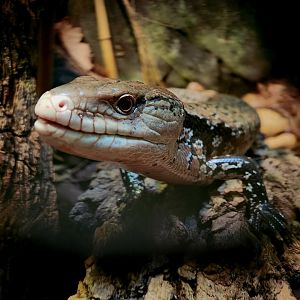 Indonesian Blue-Tongued Skink (Tiliqua gigas)