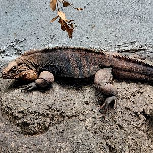Male Cuban Rock Iguana (Cyclura nubila)