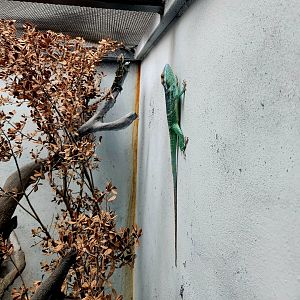 Pair of Smallwood's Anoles (Anolis smallwoodi)