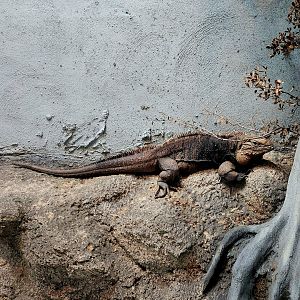 Male Cuban Rock Iguana (Cyclura nubila)