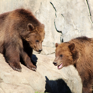 Alaskan Brown Bear Cubs