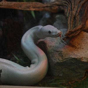Casper, Leucistic Ball Python