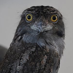 Beaker, Tawny Frogmouth