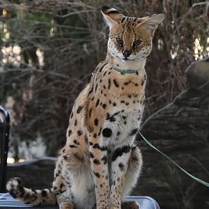 Churchill, Serval