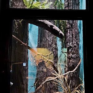 Reptilandia Reptile Lagoon - Future Black Tree Monitor Exhibit