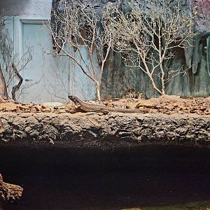 Southeastern Girdled Lizard (Zonosaurus maximus) and Radiated Tortoise (Astrochelys radiata)