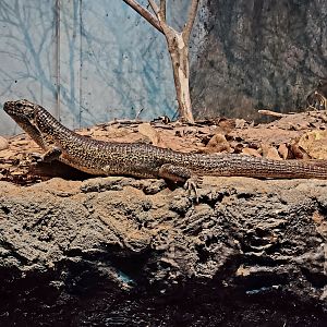 Southeastern Girdled Lizard (Zonosaurus maximus)