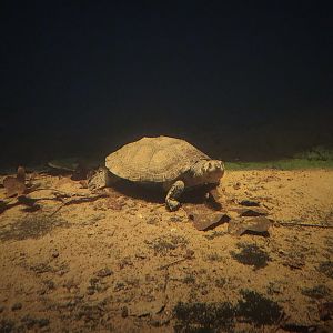 Madagascar Big-Headed Turtle (Erymnochelys madagascariensis)