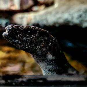 Southeastern Girdled Lizard (Zonosaurus maximus)