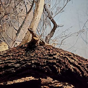 Cuvier's Madagascar Swift (Oplurus cuvieri)