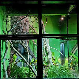 Reptilandia Reptile Lagoon - Forest Dragon Exhibit