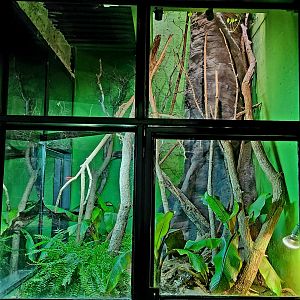 Reptilandia Reptile Lagoon - Forest Dragon Exhibit