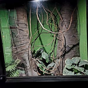 Reptilandia Reptile Lagoon - Gaboon Viper Exhibit