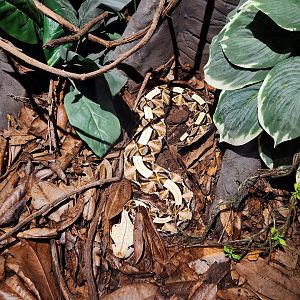 West African Gaboon Viper (Bitis rhinoceros)