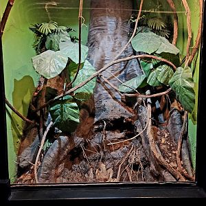 Reptilandia Reptile Lagoon - South American Bushmaster Exhibit