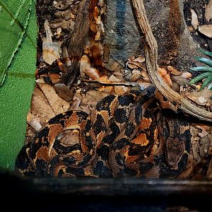 Pair of South American Bushmasters (Lachesis muta)
