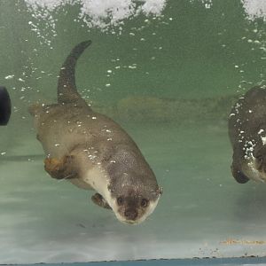 Smooth-coated otter (Lutrogale perspicillata)
