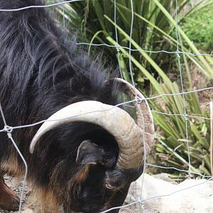 Arapaoa Island Goat