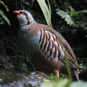 Red-legged Partridge