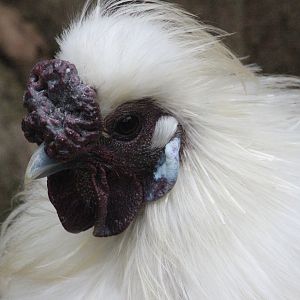Silkie Chicken