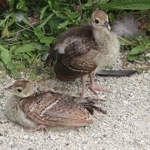 Indian Peafowl chicks