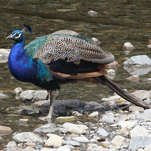 Indian Peafowl male