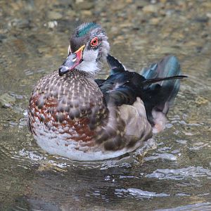 Carolina Wood Duck drake
