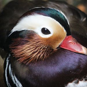 Mandarin Duck drake